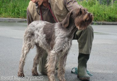 Griffon Korthals VINIA DES BORDS DU DAN Griffon Korthals VINIA DES BORDS DU DAN